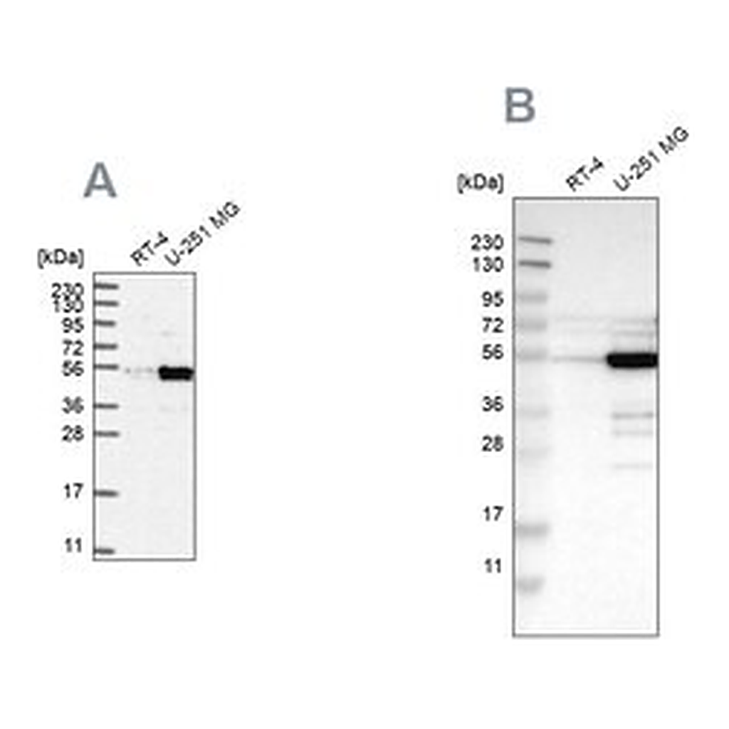 Merck Anti-PDLIM7 antibody produced in rabbit