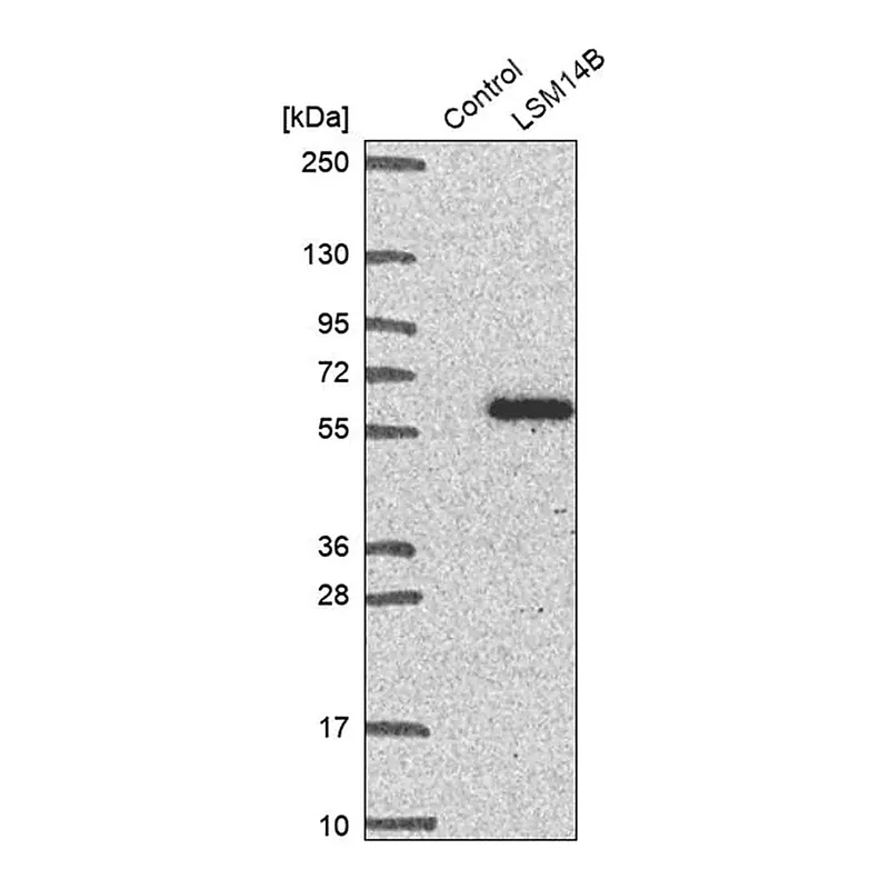 Merck Anti-LSM14B antibody produced in rabbit
