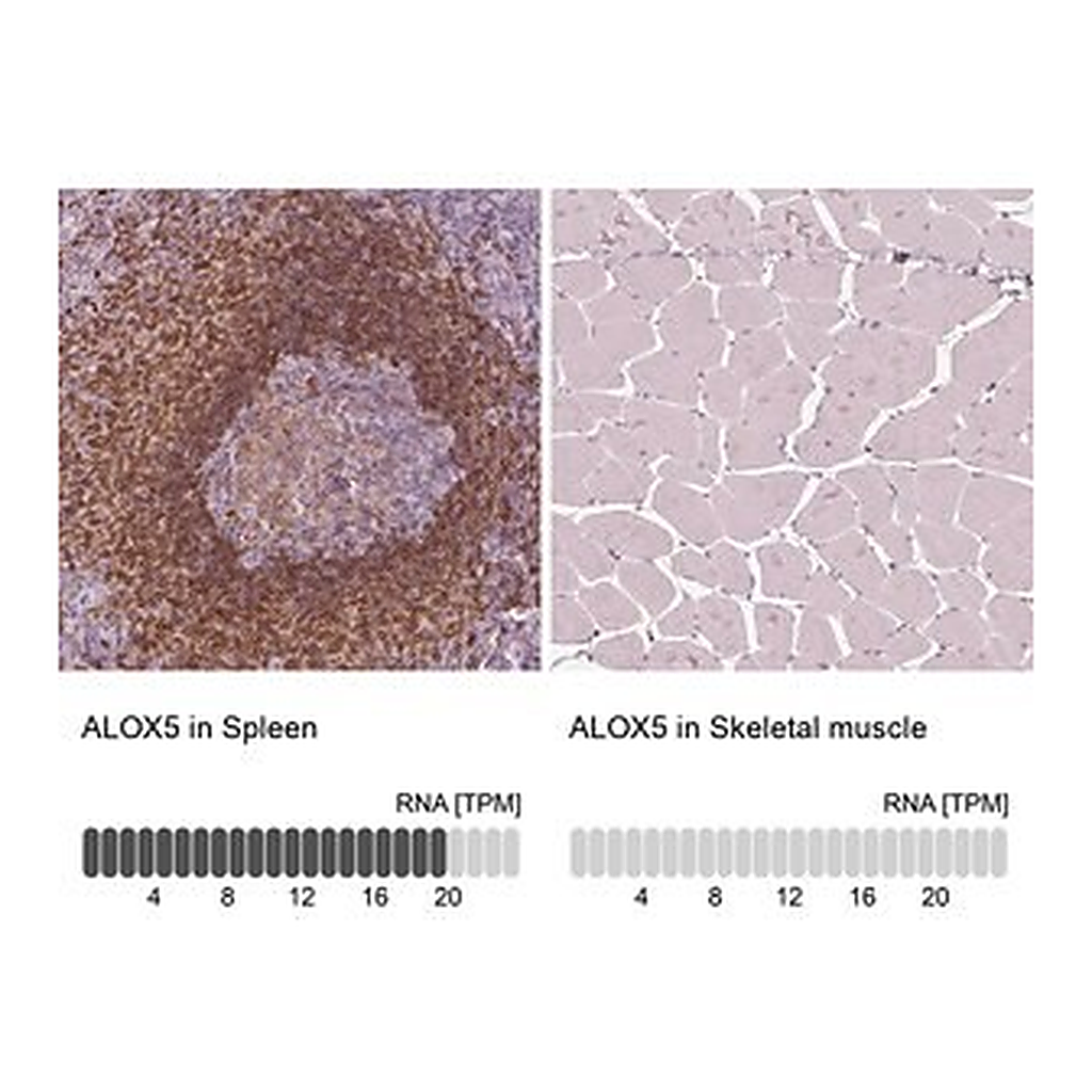 Merck Anti-ALOX5 antibody produced in rabbit