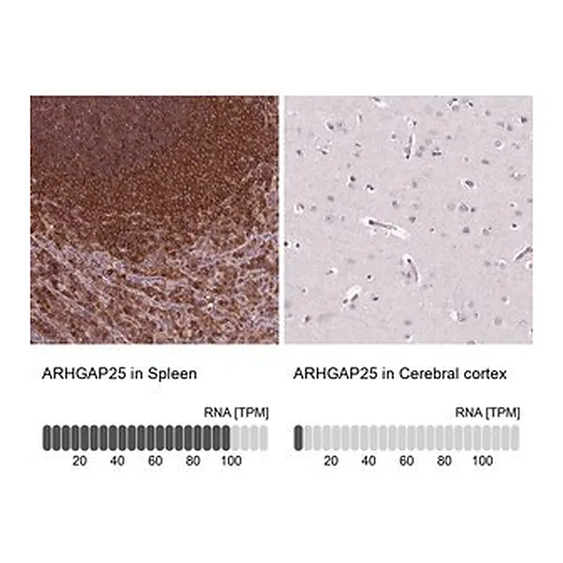 Merck Anti-ARHGAP25 antibody produced in rabbit