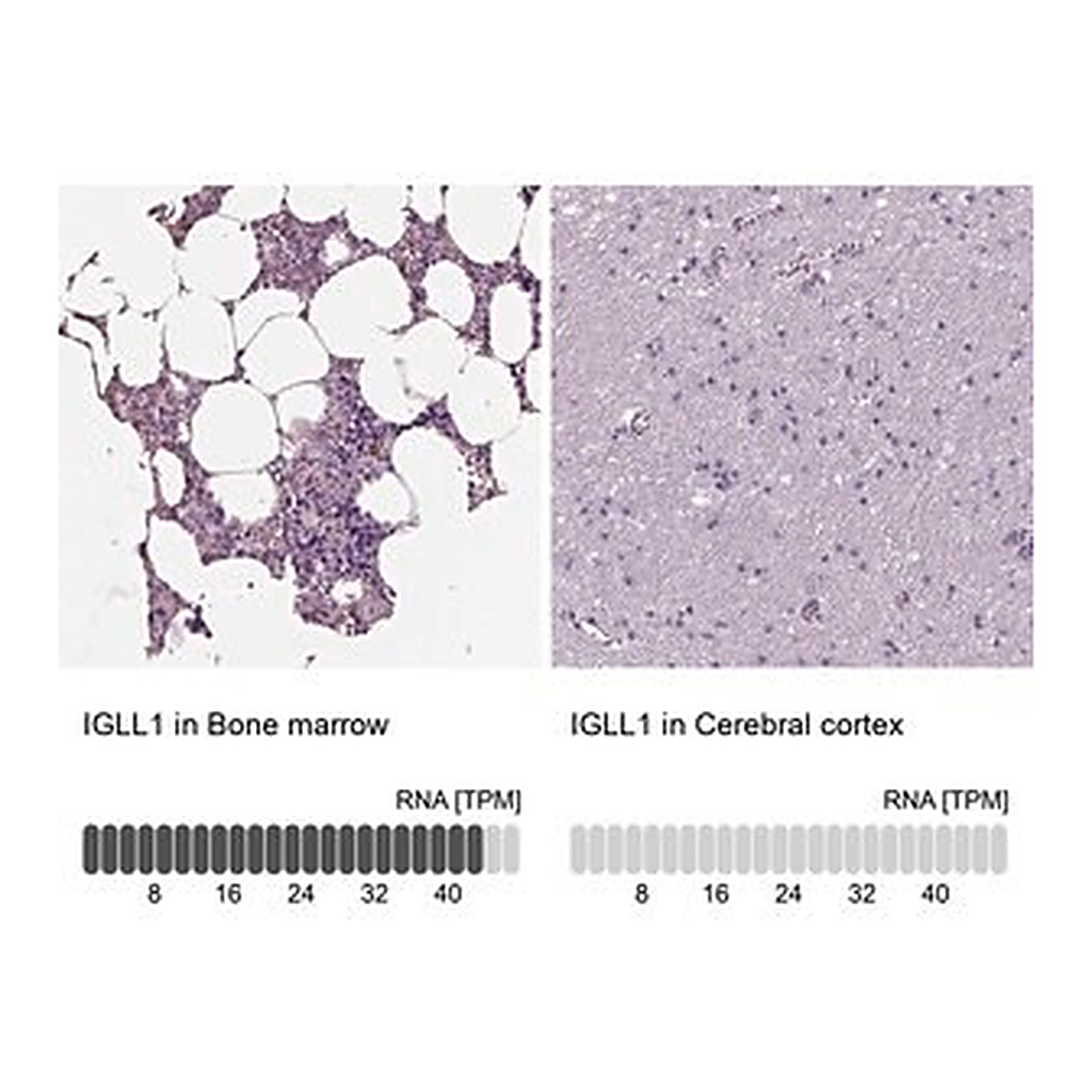 Merck Anti-IGLL1 antibody produced in rabbit