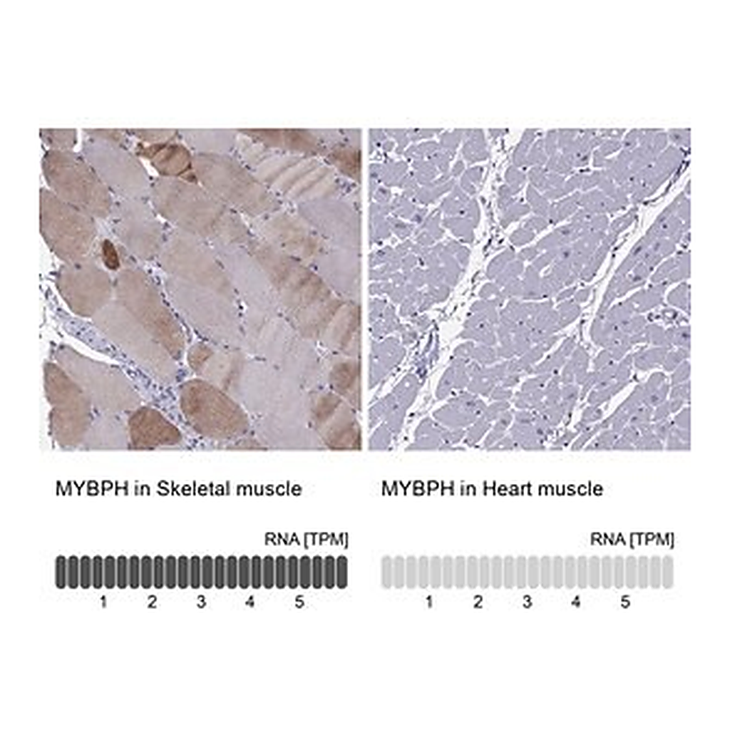 Merck Anti-MYBPH antibody produced in rabbit