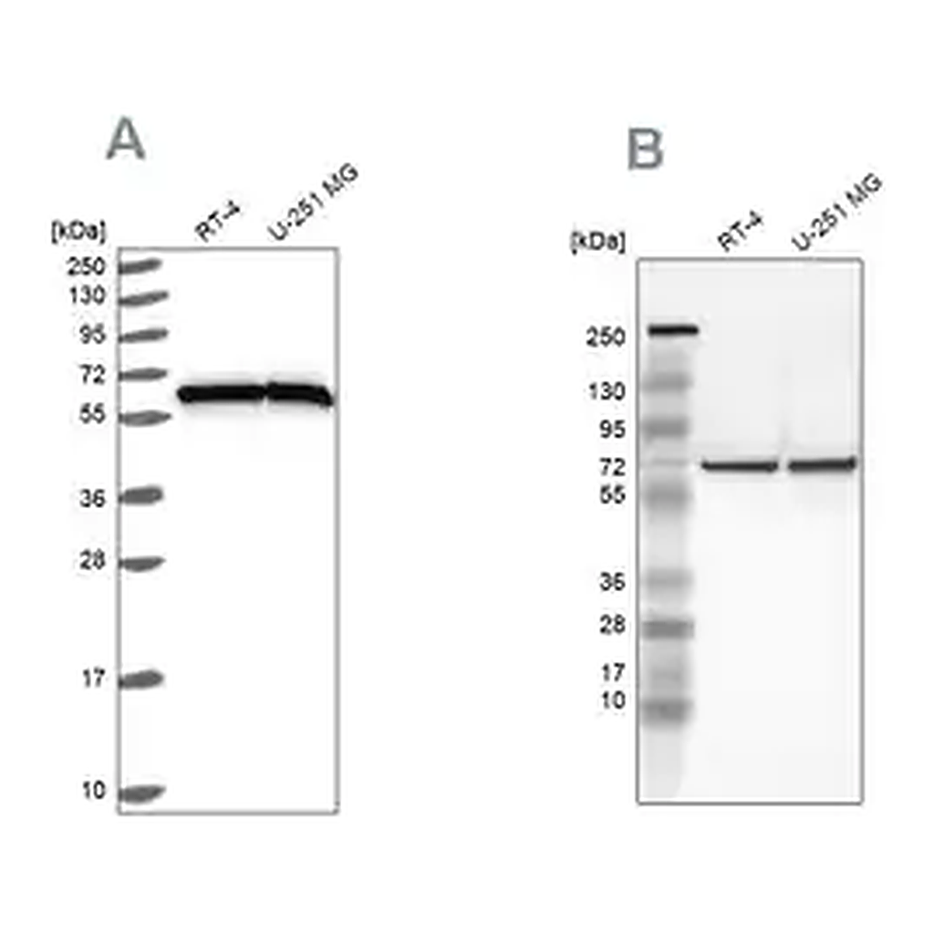 Merck Anti-HSPD1 antibody produced in rabbit