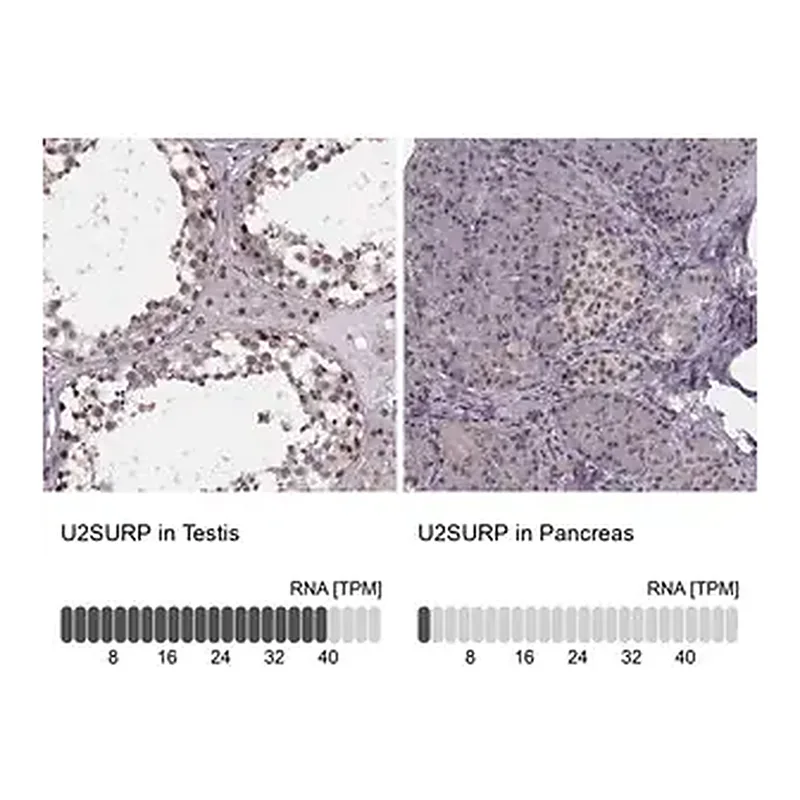 Merck Anti-U2SURP antibody produced in rabbit