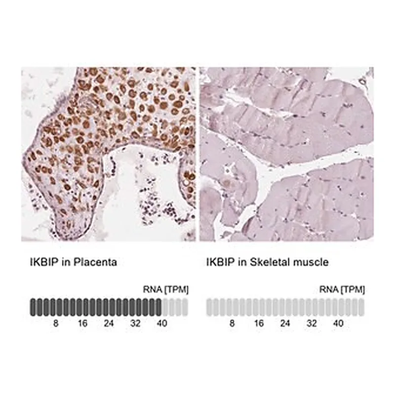 Merck Anti-IKBIP antibody produced in rabbit