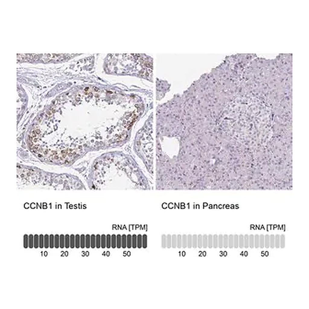 Merck Anti-CCNB1 antibody produced in rabbit