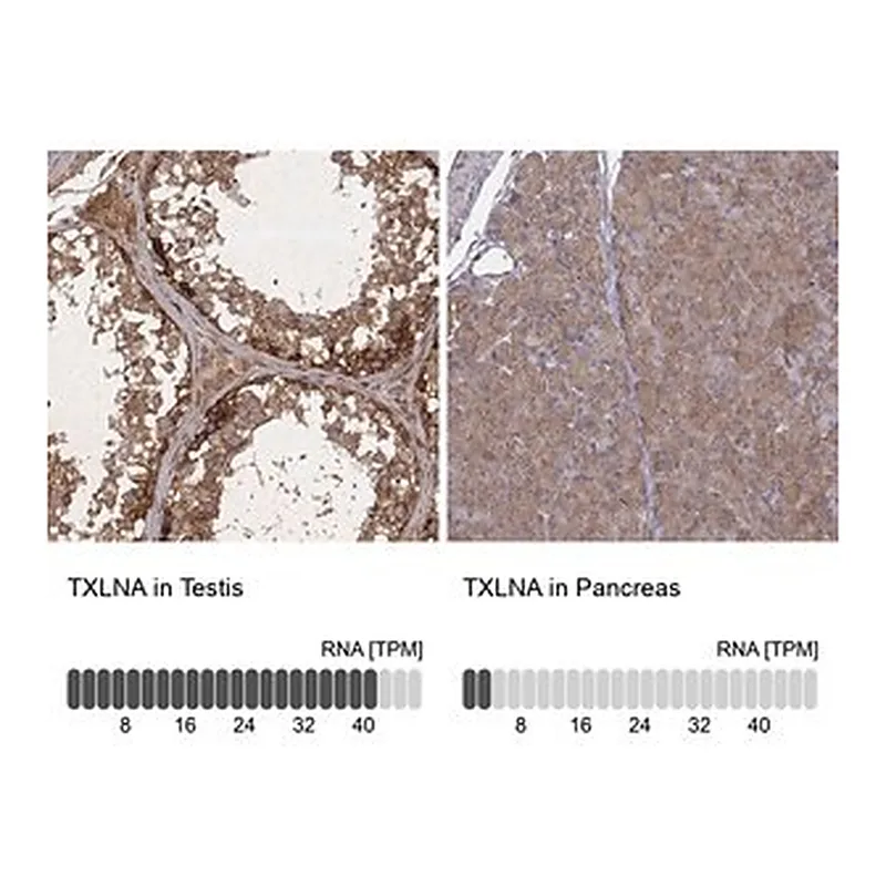 Merck Anti-TXLNA antibody produced in rabbit
