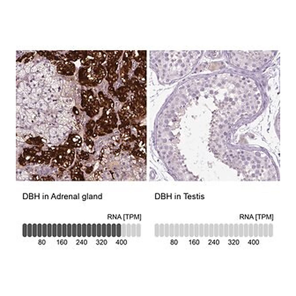 Merck Anti-DBH antibody produced in rabbit