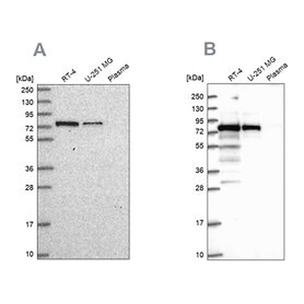 Merck Anti-GNL1 antibody produced in rabbit