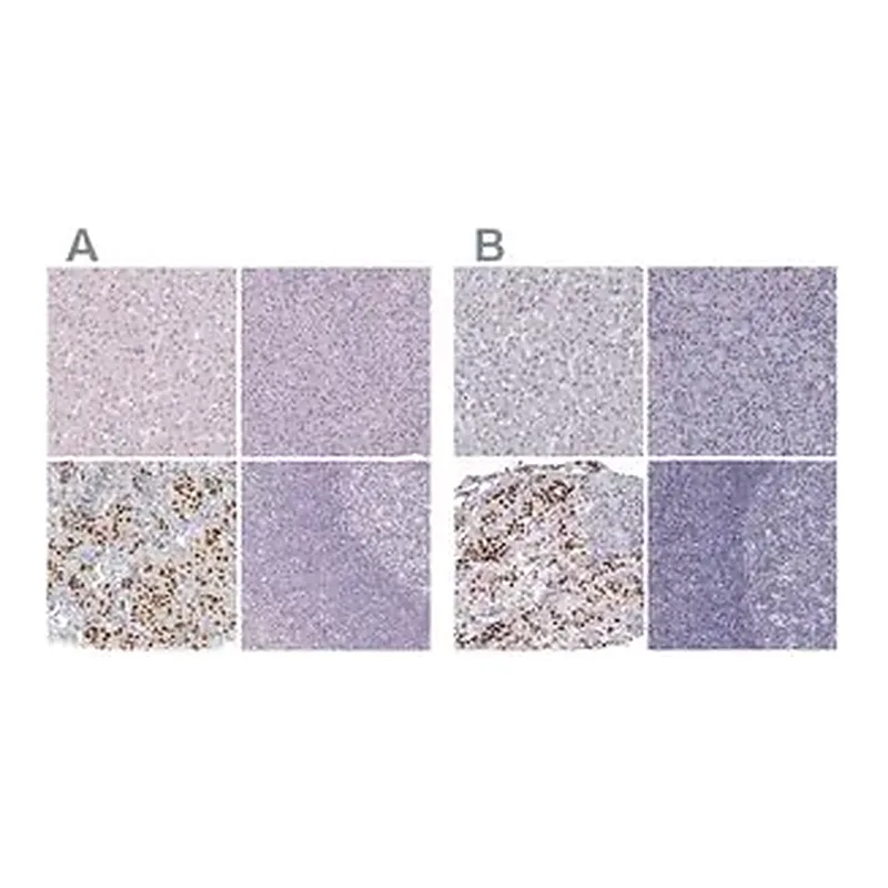 Merck Anti-POU1F1 antibody produced in rabbit