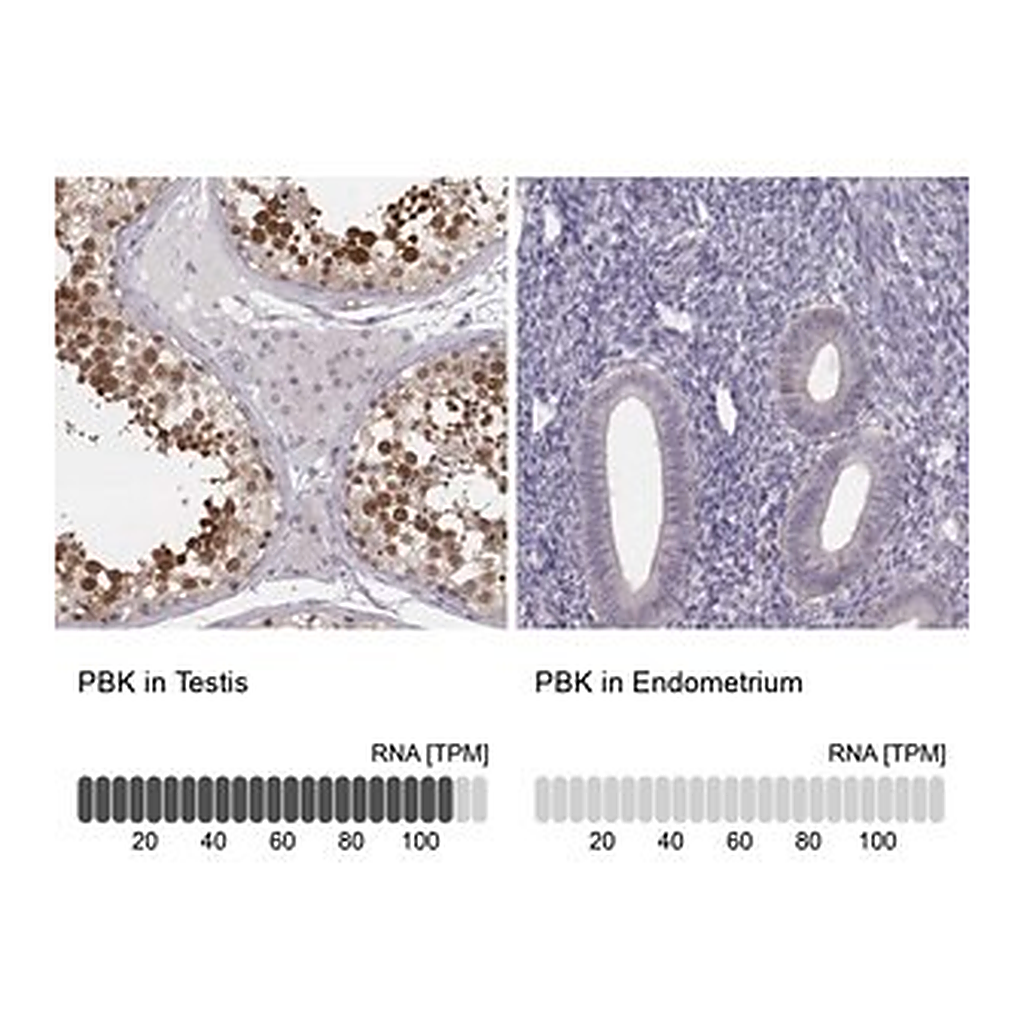 Merck Anti-PBK antibody produced in rabbit
