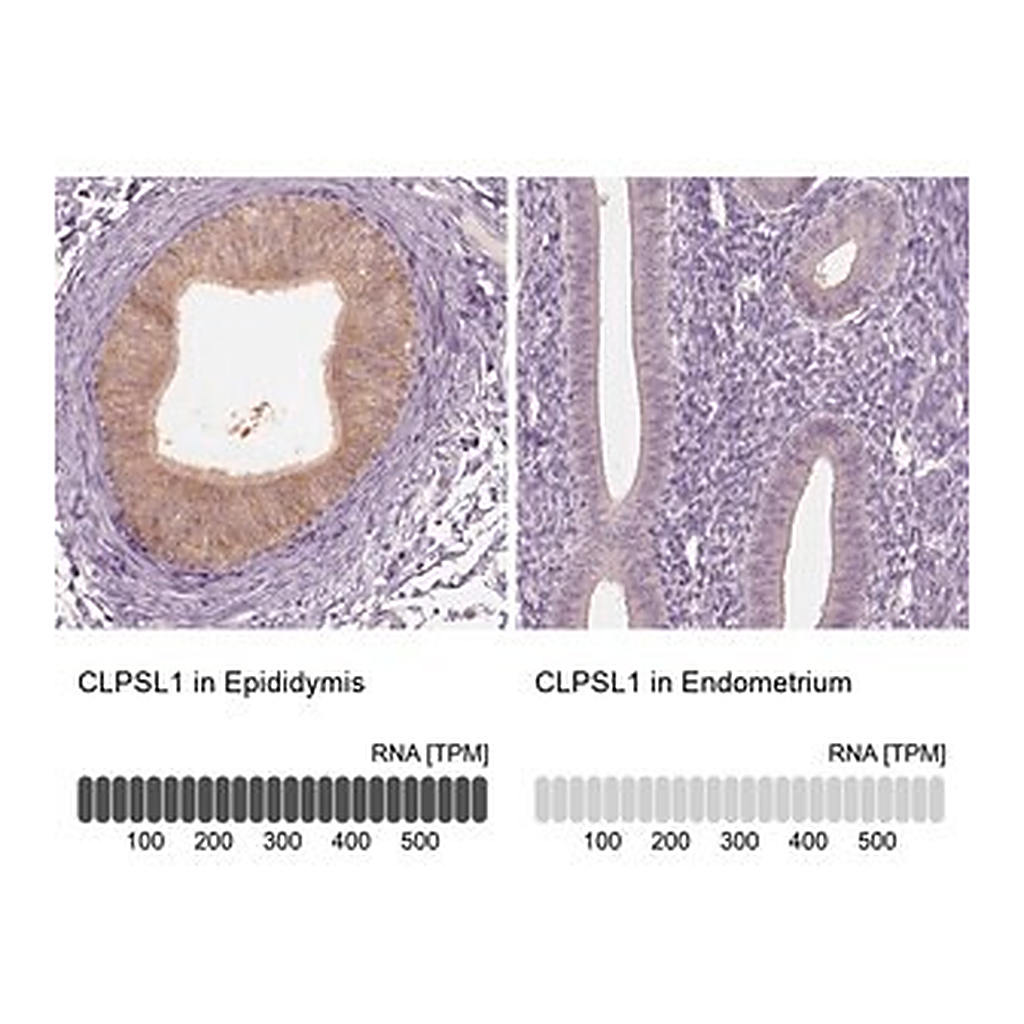 Merck Anti-CLPSL1 antibody produced in rabbit