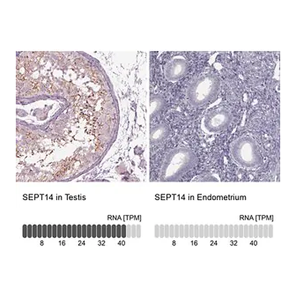 Merck Anti-SEPT14 antibody produced in rabbit
