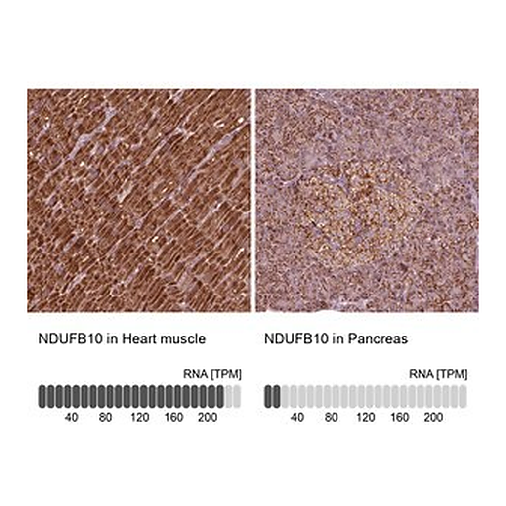 Merck Anti-NDUFB10 antibody produced in rabbit
