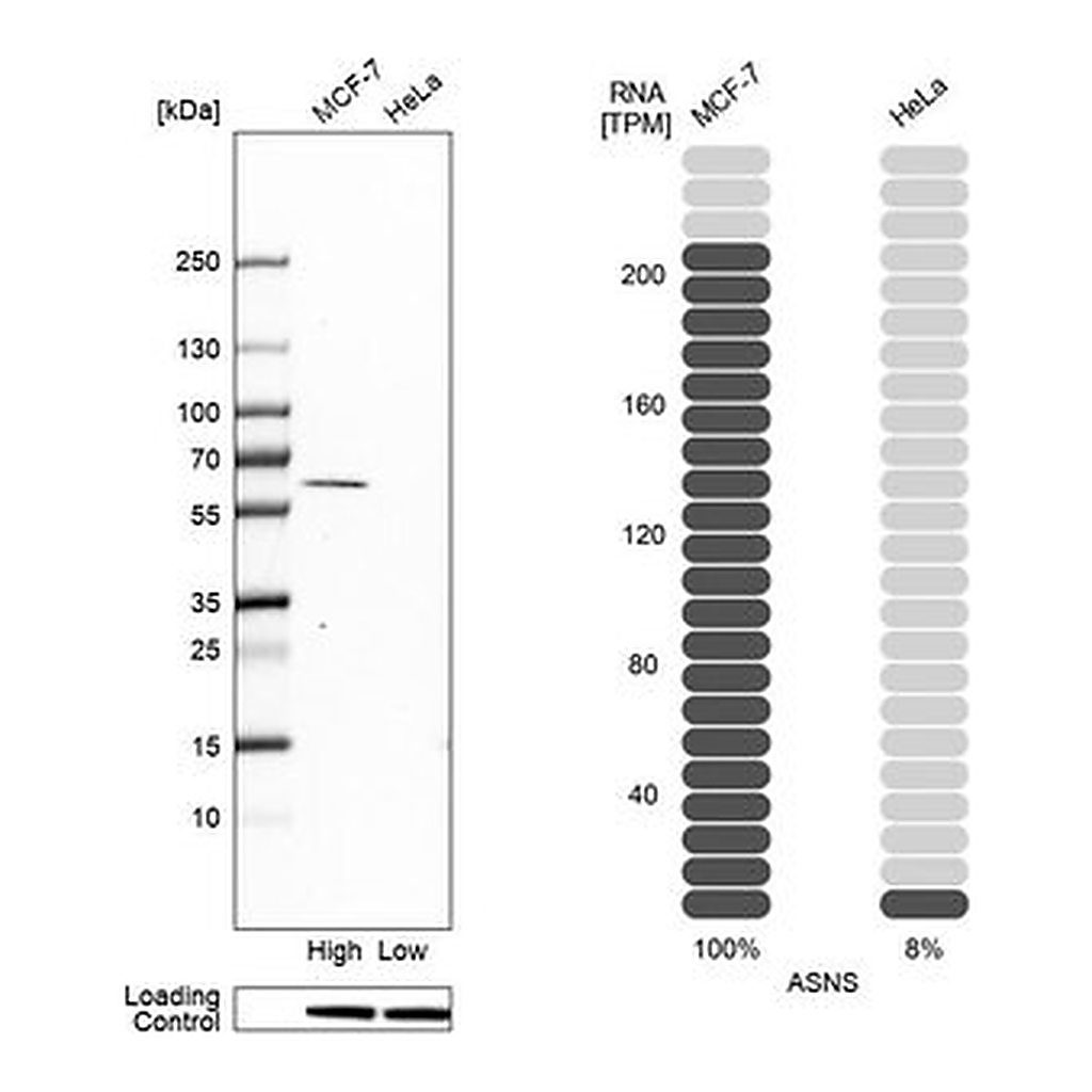 Merck Anti-ASNS antibody produced in rabbit
