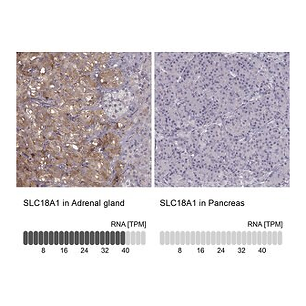 Merck Anti-SLC18A1 antibody produced in rabbit