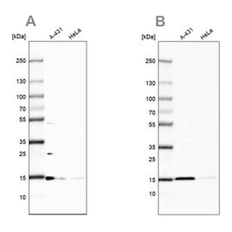 Merck Anti-CCDC58 antibody produced in rabbit