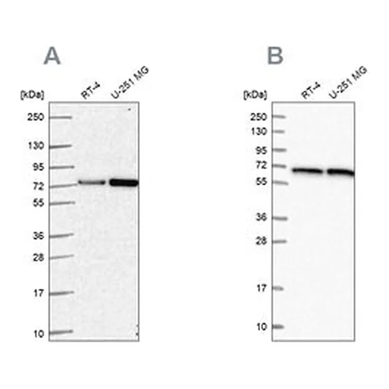 Merck Anti-DLAT antibody produced in rabbit