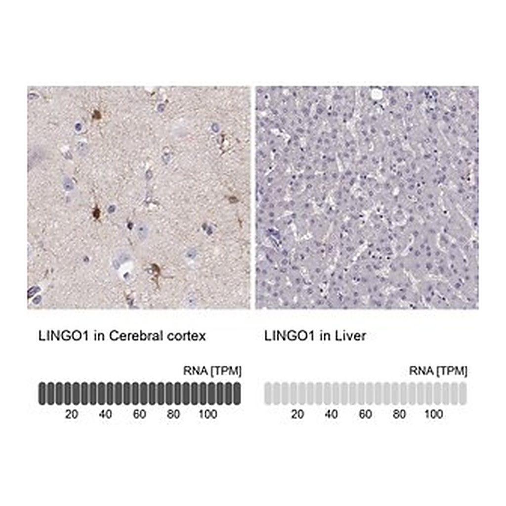 Merck Anti-LINGO1 antibody produced in rabbit