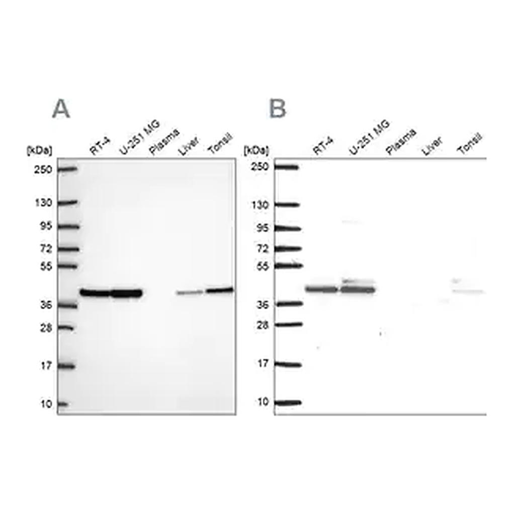 Merck Anti-STRAP antibody produced in rabbit