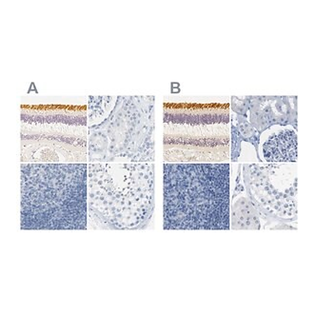 Merck Anti-OPN1SW antibody produced in rabbit