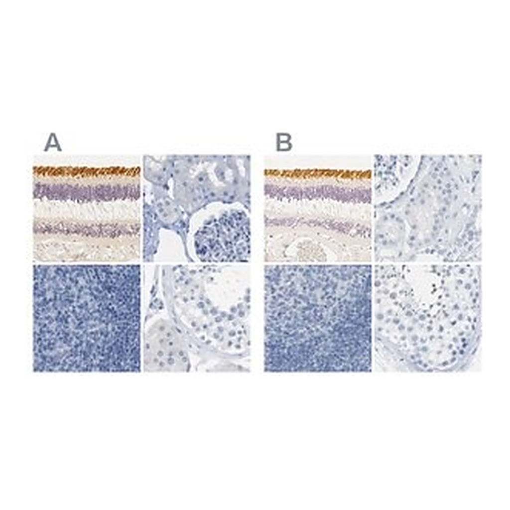 Merck Anti-OPN1SW antibody produced in rabbit