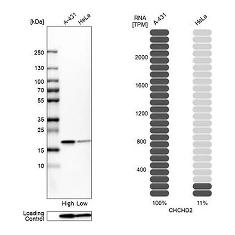 Merck Anti-CHCHD2 antibody produced in rabbit