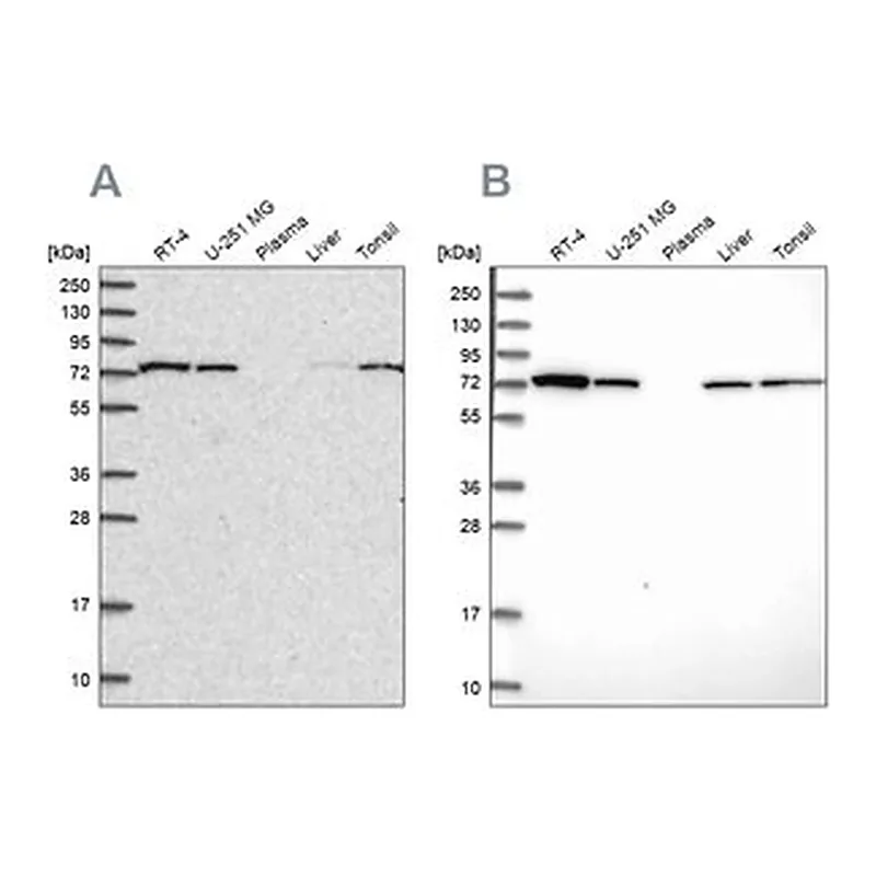 Merck Anti-SNX1 antibody produced in rabbit