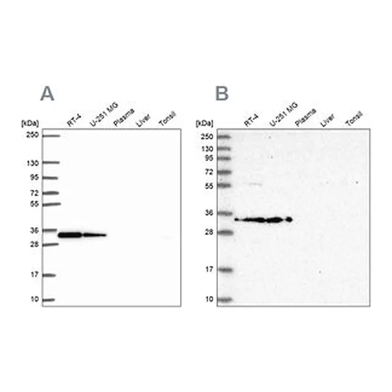Merck Anti-RPS3A antibody produced in rabbit