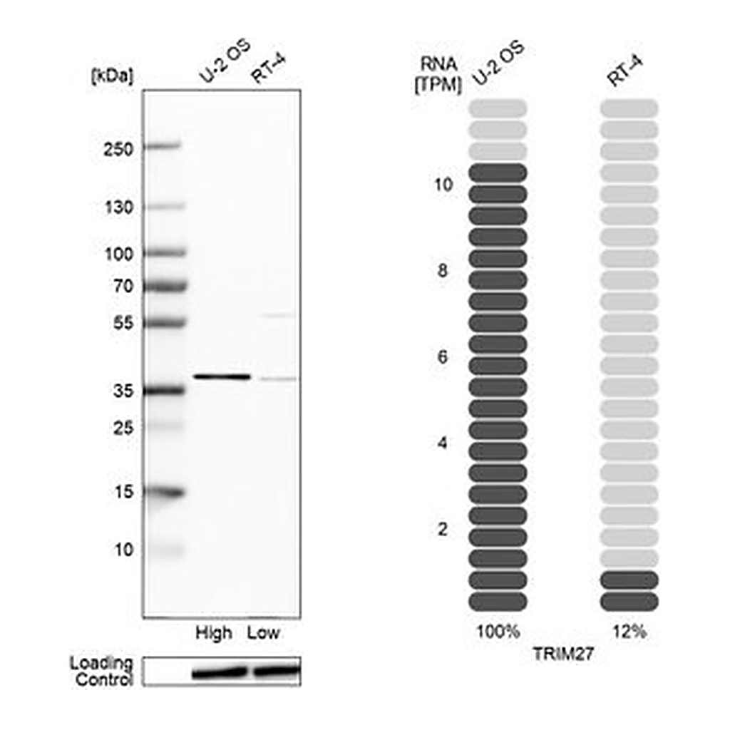Merck Anti-TRIM27 antibody produced in rabbit