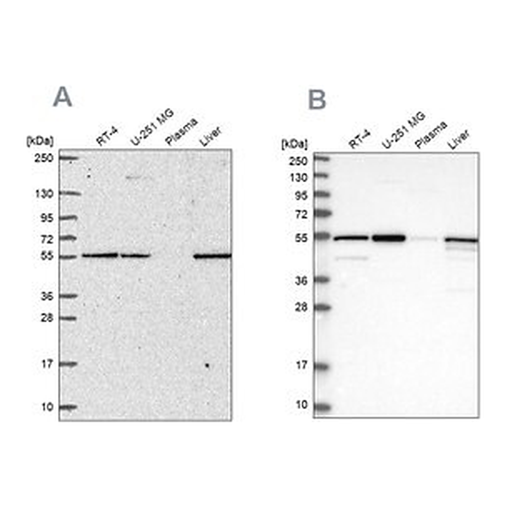 Merck Anti-PMPCA antibody produced in rabbit