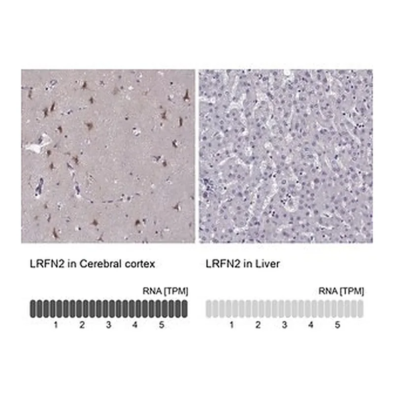 Merck Anti-LRFN2 antibody produced in rabbit
