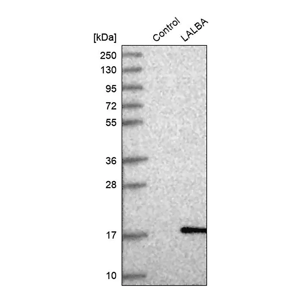 Merck Anti-LALBA antibody produced in rabbit