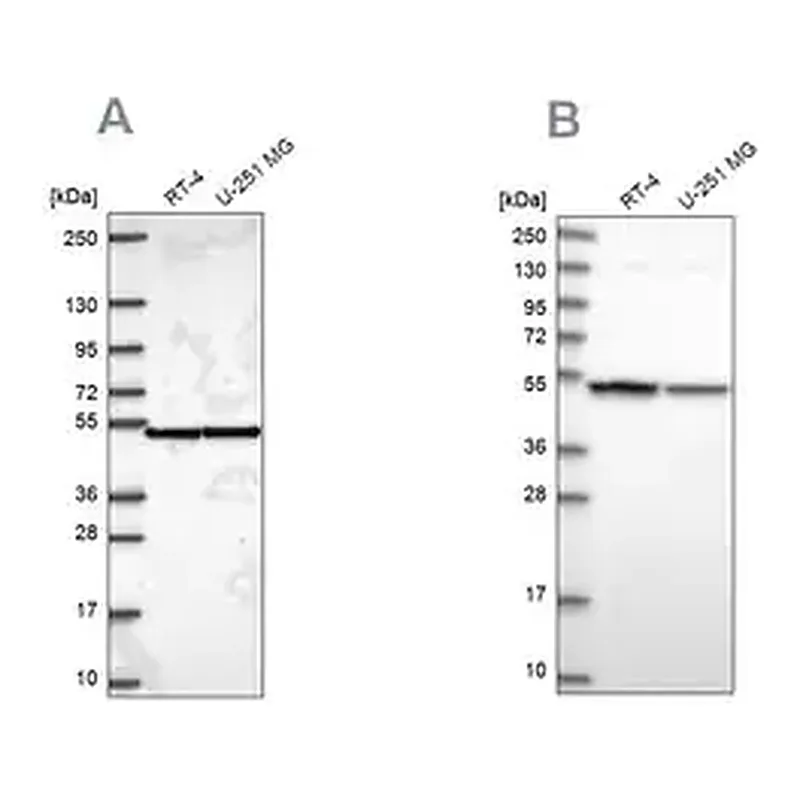 Merck Anti-IPO4 antibody produced in rabbit