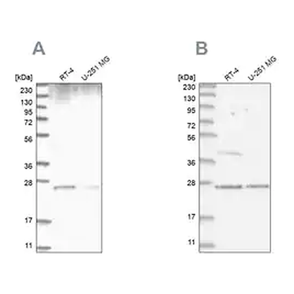 Merck Anti-GRB2 antibody produced in rabbit