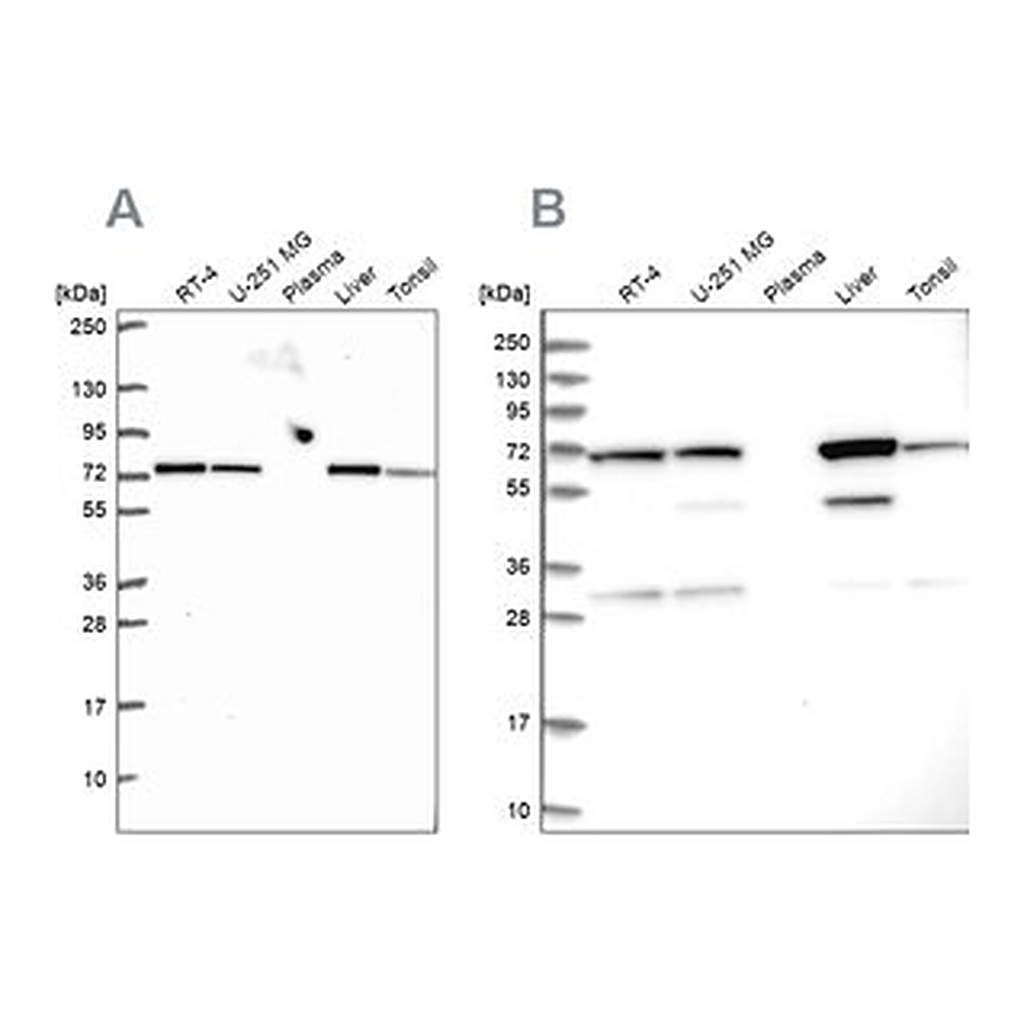 Merck Anti-SDHA antibody produced in rabbit