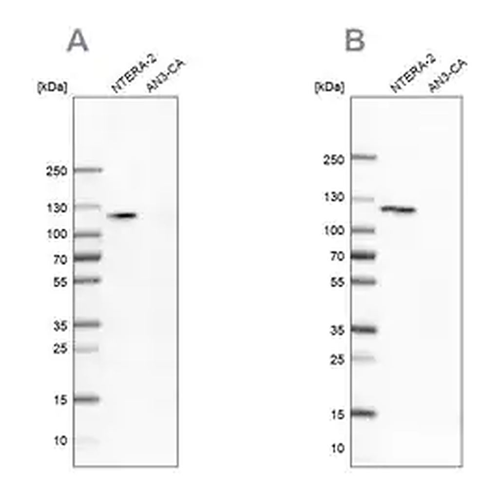 Merck Anti-HSPH1 antibody produced in rabbit