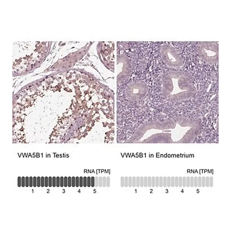 Merck Anti-VWA5B1 antibody produced in rabbit