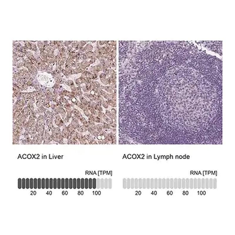 Merck Anti-ACOX2 antibody produced in rabbit