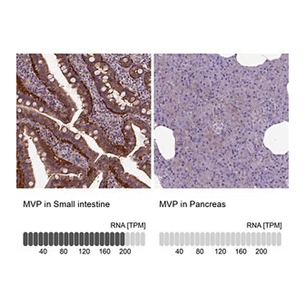 Merck Anti-MVP antibody produced in rabbit