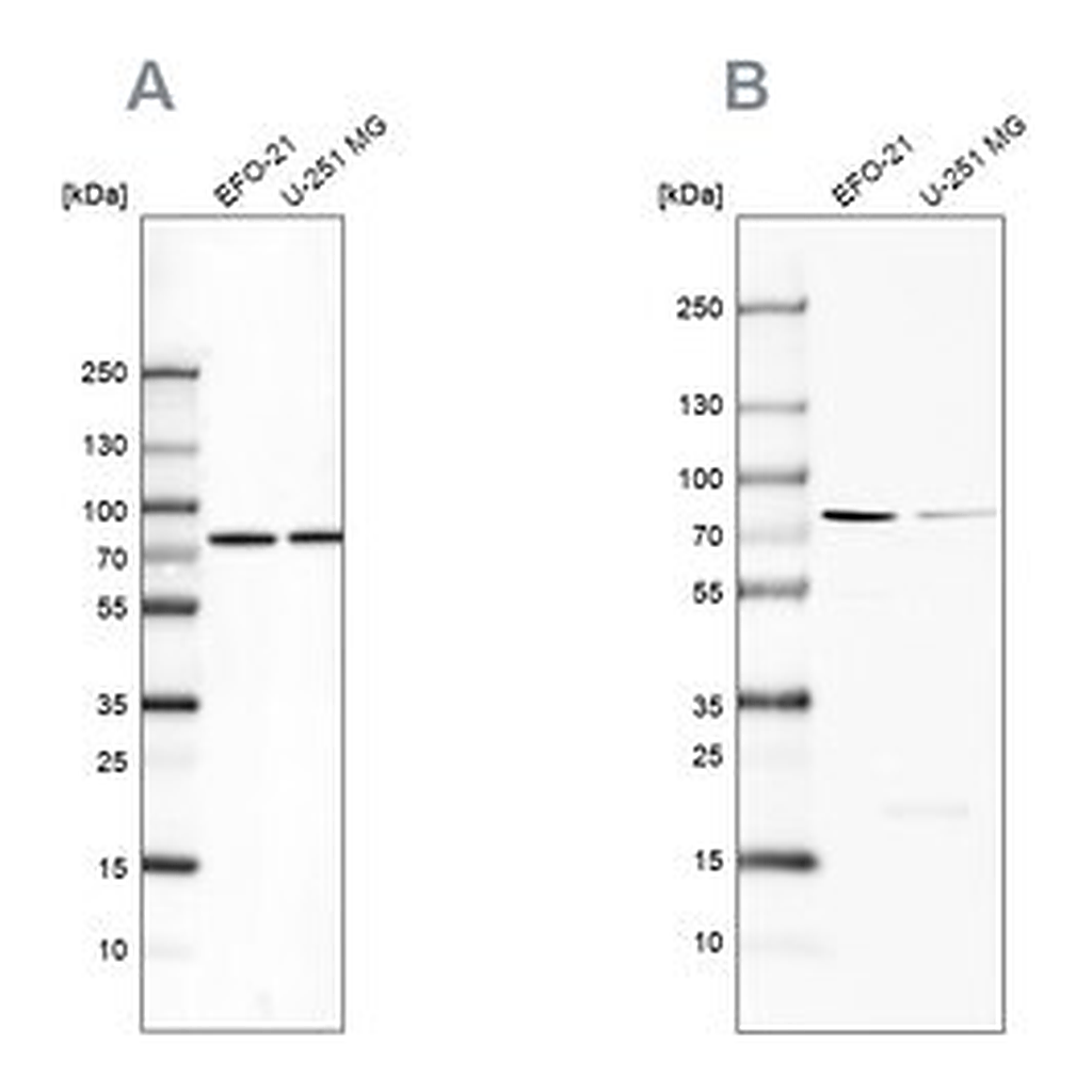 Merck Anti-ATP6V1A antibody produced in rabbit