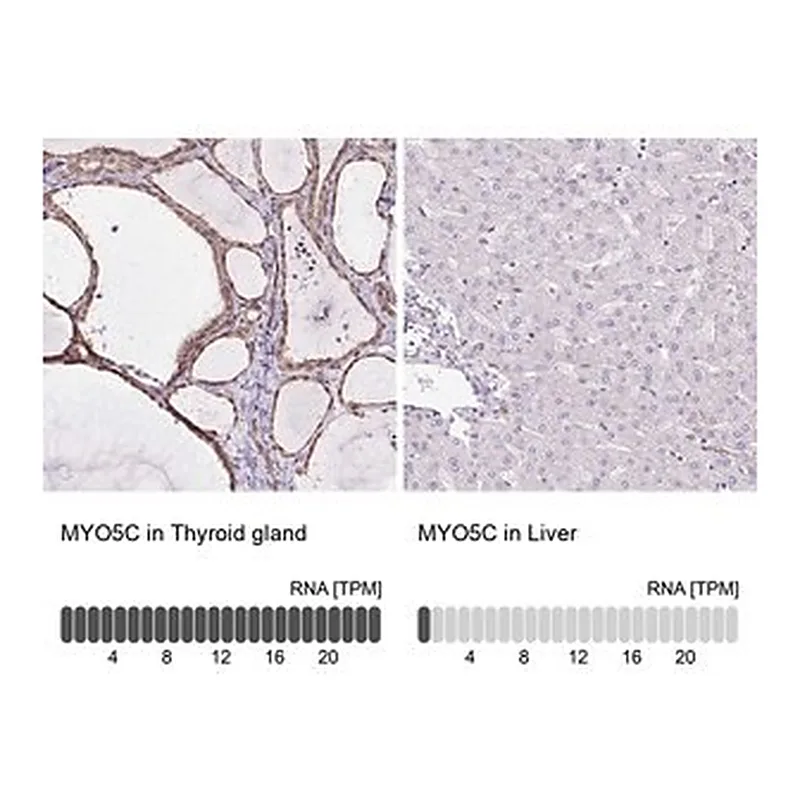 Merck Anti-MYO5C antibody produced in rabbit