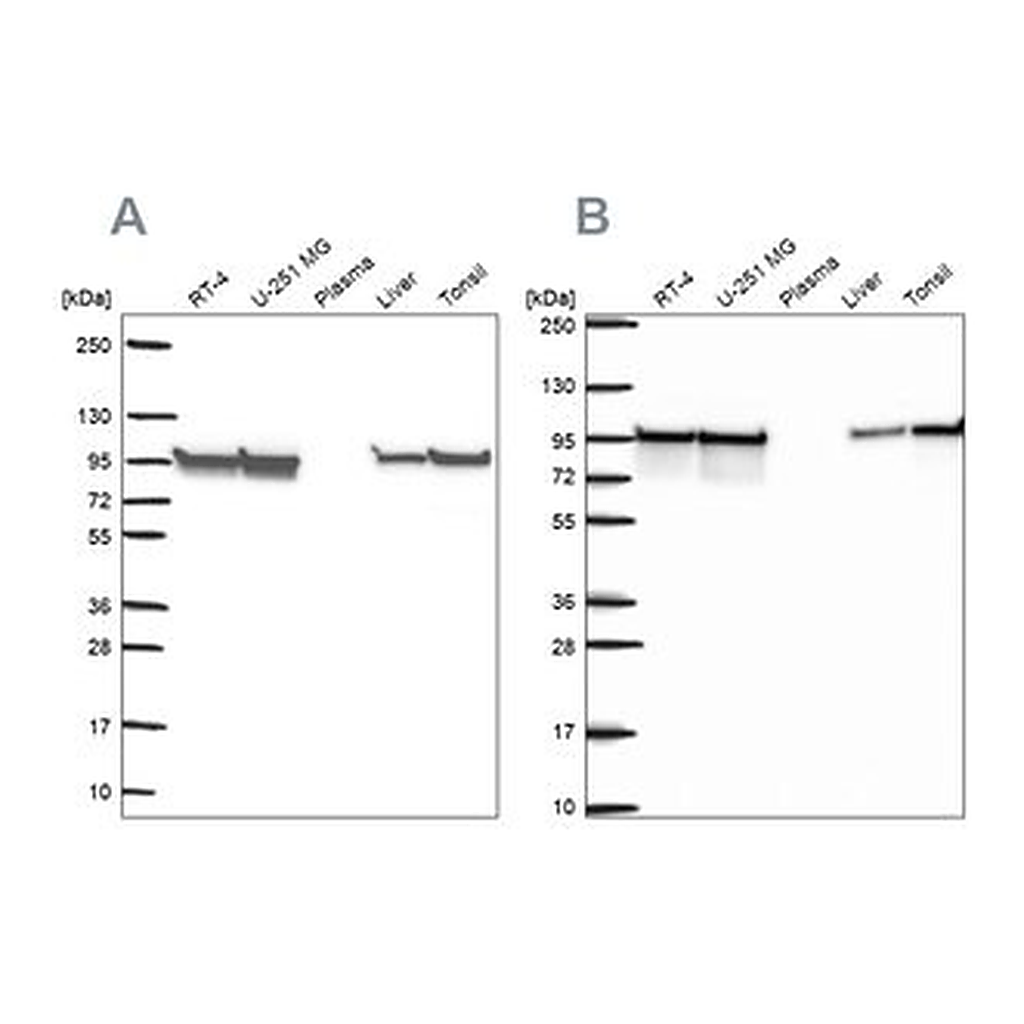 Merck Anti-HSP90AB1 antibody produced in rabbit