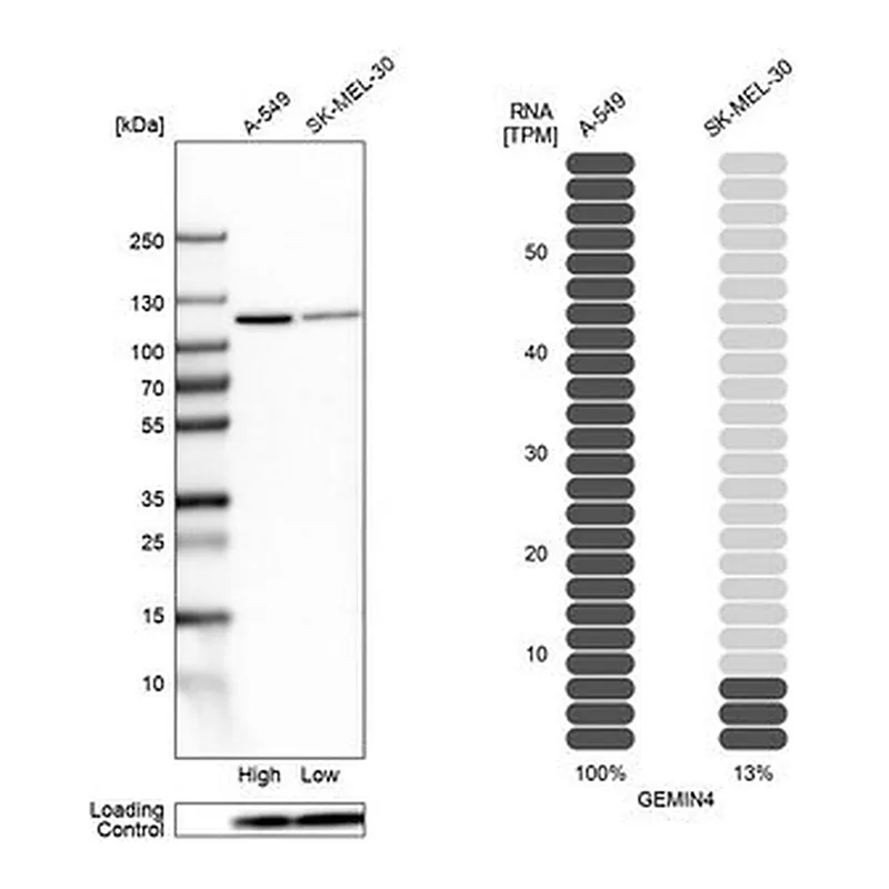 Merck Anti-GEMIN4 antibody produced in rabbit