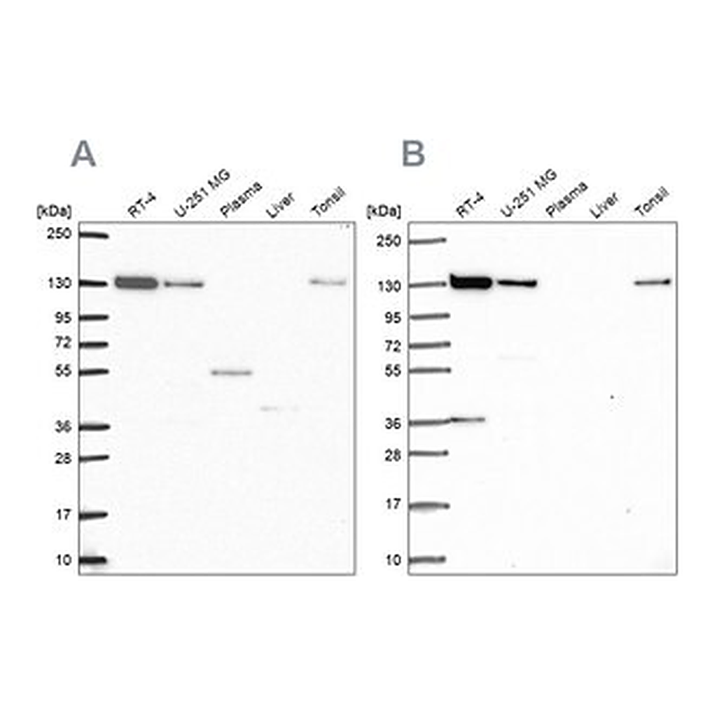 Merck Anti-CAND1 antibody produced in rabbit