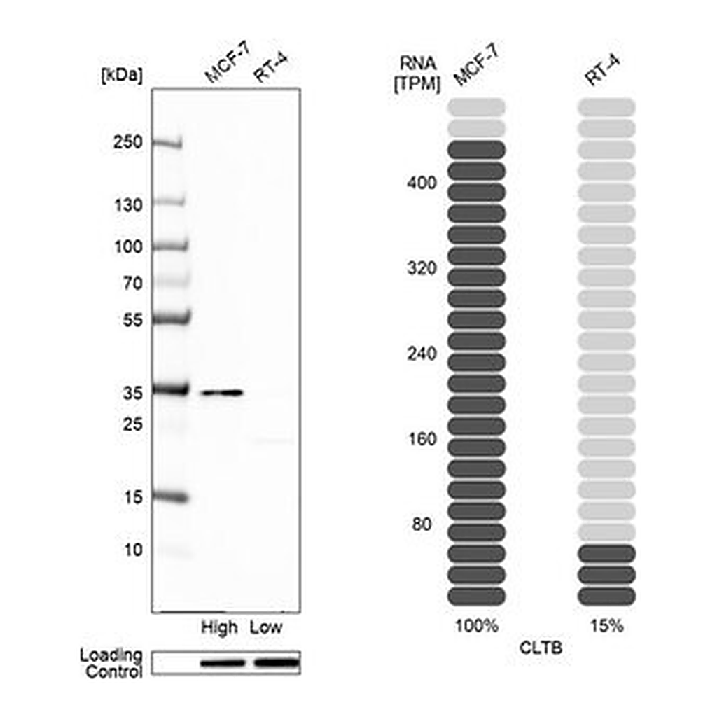 Merck Anti-CLTB antibody produced in rabbit