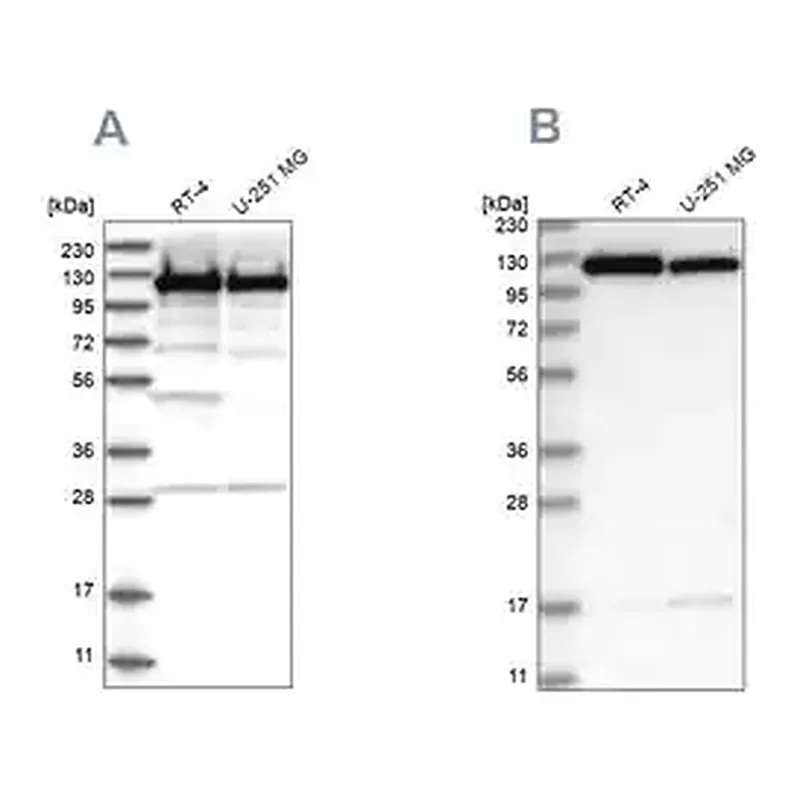 Merck Anti-KIF5B antibody produced in rabbit