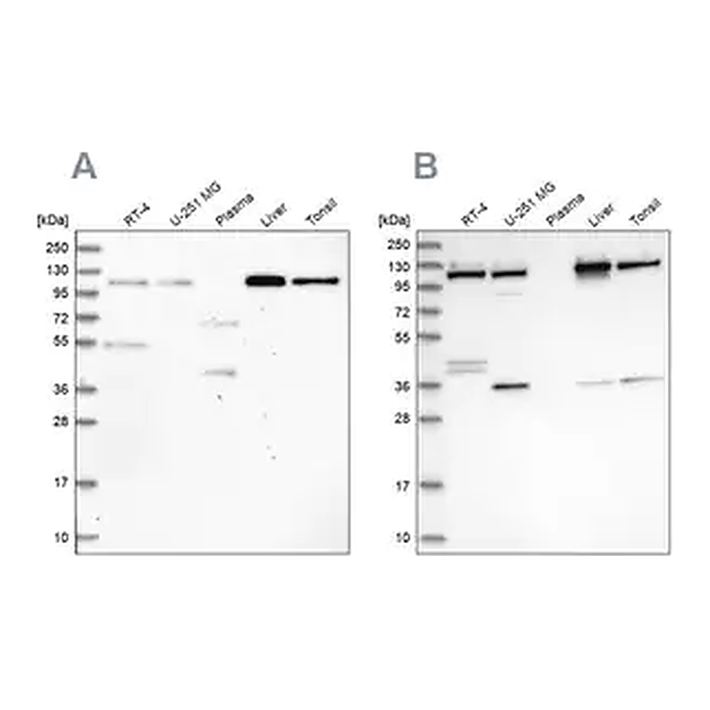 Merck Anti-USO1 antibody produced in rabbit
