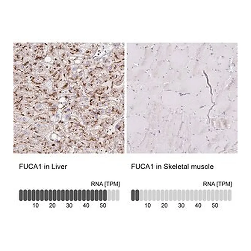 Merck Anti-FUCA1 antibody produced in rabbit