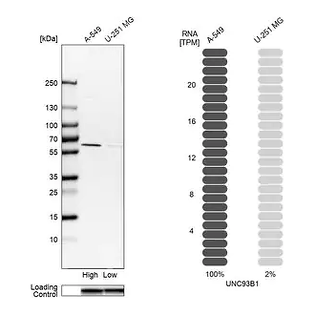 Merck Anti-UNC93B1 antibody produced in rabbit